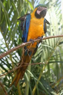 Blue Macaw Stock Photos