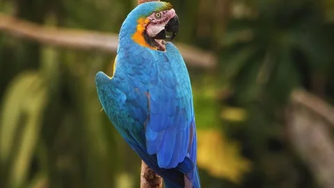 Blue Macaw Portrait Stock Footage 323143153