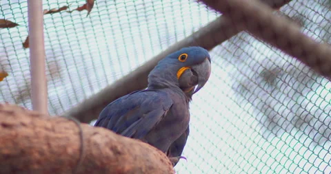 Blue macaw on a stick in a cage Stock Footage 284047979