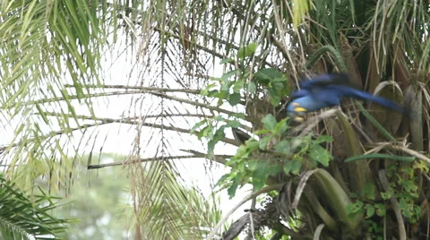 Blue Macaw Takes Flight Stock Footage 45284751