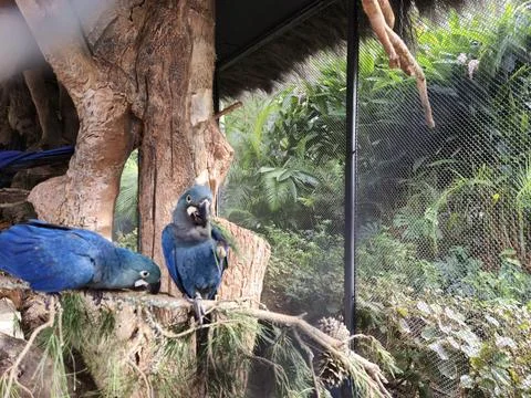 Blue macaws in bird enclosure on tree branch Stock Photos