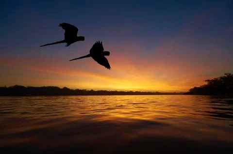 Blue macaws flying over the Amazon Stock Photos