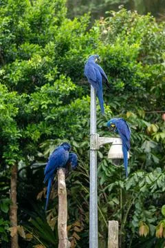 Blue macaws perch on a pole in lush green foliage Stock Photos