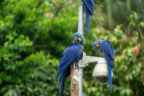 Blue macaws perch on a pole near a camera Stock Photos