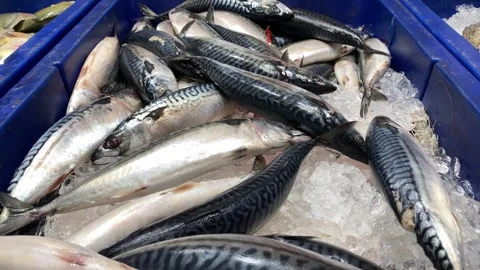 Blue mackerel fish at an open seafood market Stock Footage 259524610