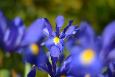 Blue magic iris flower. Foto stock