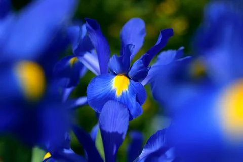 Blue magic iris flower. Stock Photos