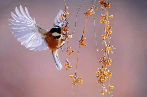 Blue magpie flying towards the grape tree 写真素材