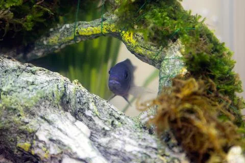 A Blue Malawi Cichlid Stock Photos