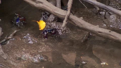 Blue Mangrove Crab Walking Through Coastal Mud at Low Tide Stock-Footage 339269670