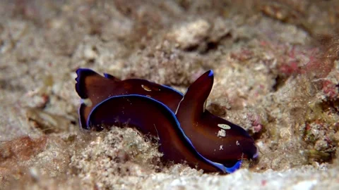 Blue margin headshield slug Stock Footage 201176932