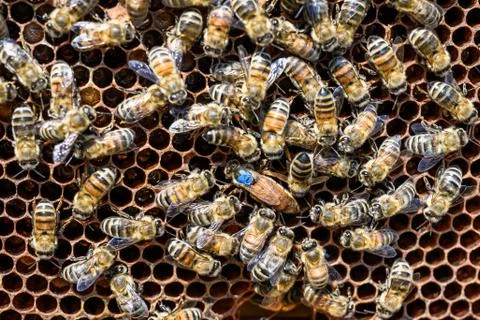 Blue mark queen Bee working Honey bees beehive Wax Frame beekeeping Stock Photos