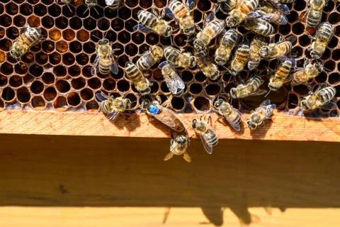 Blue mark queen Bee working Honey bees beehive Wax Frame beekeeping Stock Photos