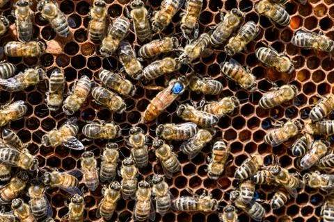 Blue mark queen Bee working Honey bees beehive Wax Frame beekeeping Stock Photos