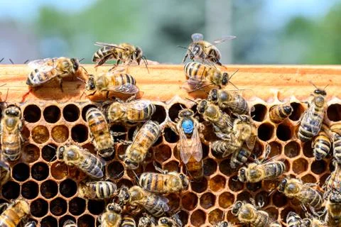 Blue mark queen Bee working Honey bees beehive Wax Frame beekeeping Stock Photos