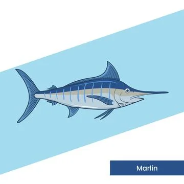 Blue Marlin Fish Vector Illustration Isolated on Background - Big Game Fish.. Ilustración de archivo