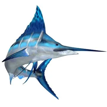 Blue marlin ocean fish Stock Illustration