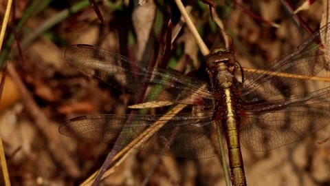 Blue marsh hawk dragonfly feeding behavior close up Vidéo 330585063