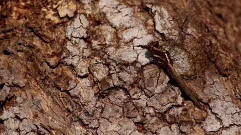 Blue Marsh Hawk Dragonfly Perching On Tree Bark In Winter Morning Видео 331785895