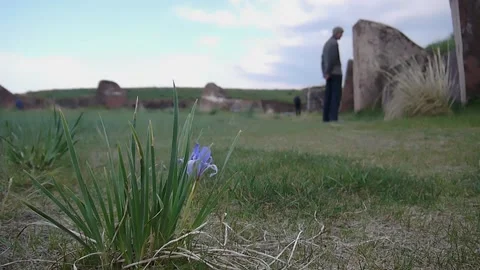 Blue meadow flower is blown by the wind in the field, the man in the background Video stock 136974849