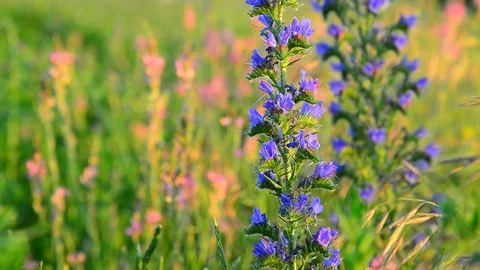 Blue meadow flower close-up in sunset light, Russia Vidéo 80641862