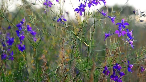 Blue meadow flower close-up in sunset light, Russia Vidéo 80641975