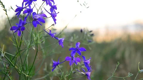 Blue meadow flower close-up in sunset light, Russia Vidéo 80642074