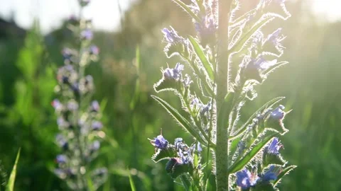 Blue meadow flower close-up in sunset light, Russia Stock Footage 150314634