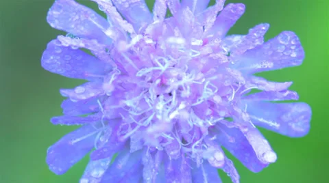 Blue meadow flower closeup with large dew drops macro Stock Footage 34293213