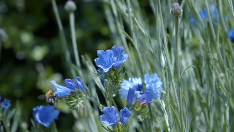 Blue Meadow Video stock 244142167