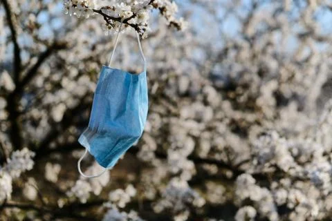 Blue medical mask hanging on a flowering cherry tree. quarantine concept Stock Photos
