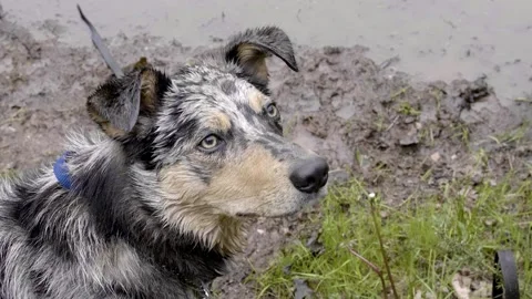 Blue Merle border collie looking up on lead after swimming Stock Footage 130689706