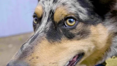 Blue Merle border collie looking up at the camera slow motion Stock Footage 136185754