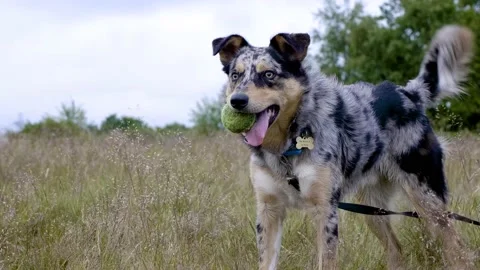 Blue merle border collie panting in the wind Stock Footage 132144631