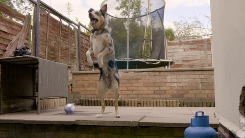 Blue Merle border collie playing pass the ball Stock Footage 129564004