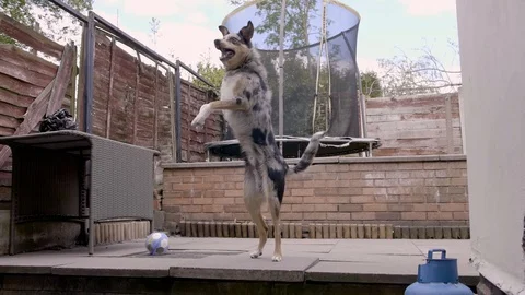 Blue Merle border collie playing with a football Stock Footage 129601179