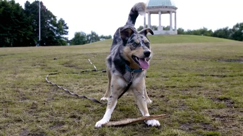 Blue Merle Border Collie Playing With a Stick Stock Footage 132144423
