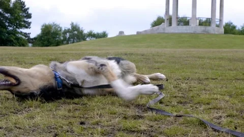 Blue merle border collie playing around in the grass Stock Footage 132144469