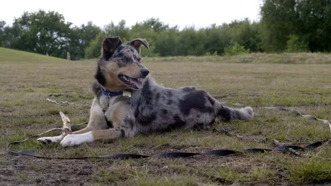 Blue Merle border collie playing with a stick Stock Footage 132144571