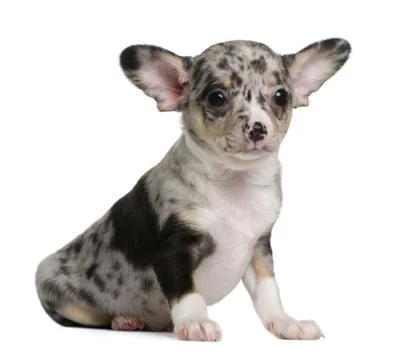 Blue merle Chihuahua Puppy 8 weeks old sitting in front of whi Stock Image 52877501