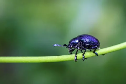 Blue metallic beetle close up macro on green leaf.this photo was taken from B Stock Photos