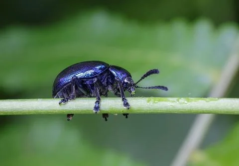 Blue metallic beetle close up macro on green leaf. Stock Photos