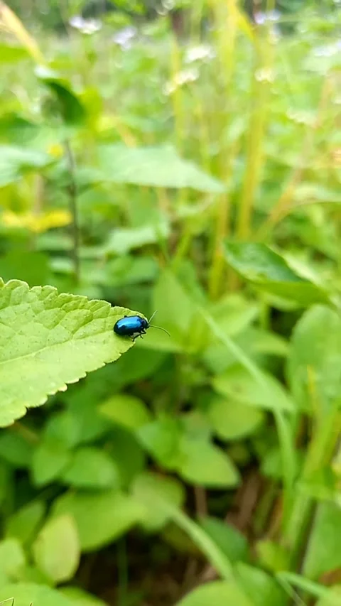 Blue Metallic Beetle on Leaf in Gentle Breeze – Macro Nature Footage Stock Footage 322919330