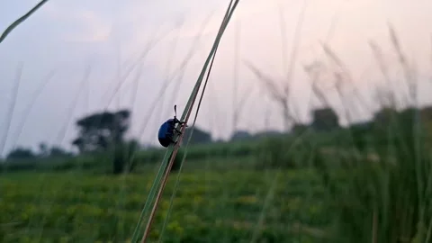 Blue Metallic Leaf Beetle Perched On Tall Grass Stem Stock-Footage 345475094
