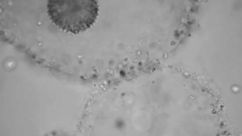 Blue microorganisms.Viruses under microscope. Stock Footage 171112594