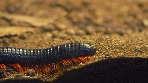 Blue Millipede Orange Legs Crawling on Soil Macro Wildlife Close Up Video Stock Footage 334767773