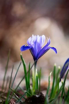 Blue Mini Iris Foto stock