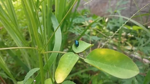 Blue mint beetle 스톡 동영상 241198527