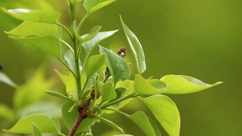 Blue mint Beetle. Might be Chrysolina herbacea - the mint leaf beetle. Stock Footage 89615164