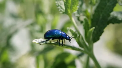Blue Mint Beetle on Mint Plant, Crawling in Slow Motion, Macro Shot Stock Footage 282863176